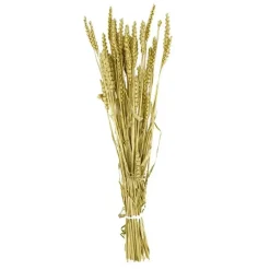 Fabrique de Styles Fleurs Séchées>Branche triticum h70cm Doré