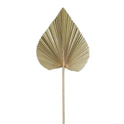 Fabrique de Styles Fleurs Séchées>Feuille de palmier h62cm - Golden Naturel